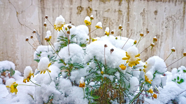 黄花和白雪