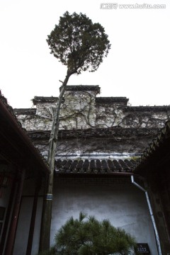 青藤 藤条 爬山虎