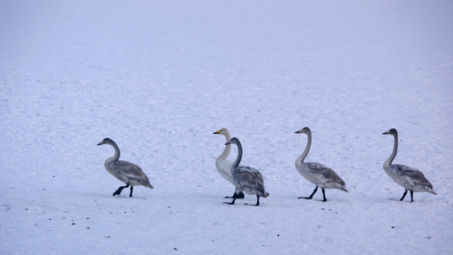 雪地上齐步走的天鹅