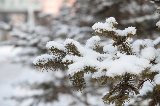 雪压松枝