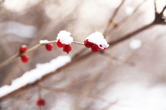 雪景 红果