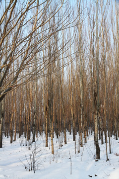 冬季树林 白雪覆地