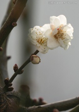 白梅