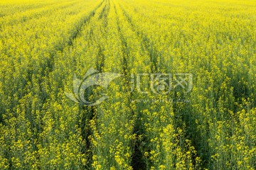 油菜花