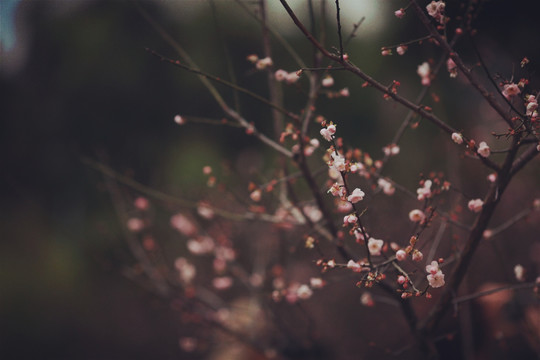 梅花