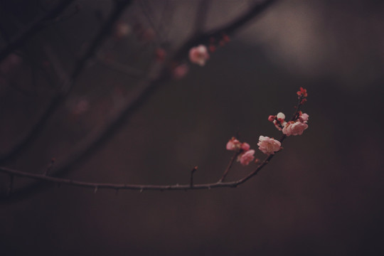 梅花