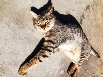 慵懒的猫