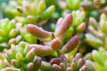 多肉植物