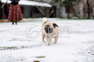 雪地里的巴哥犬