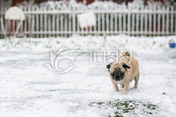雪地里的巴哥犬