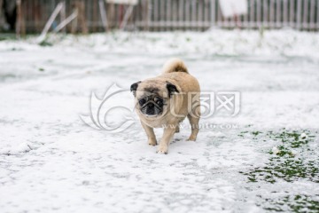 雪地里的巴哥犬