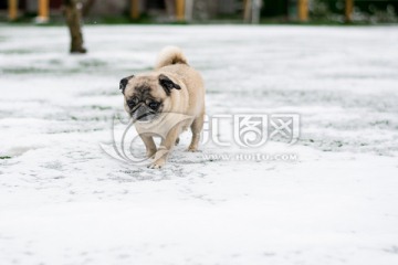 雪地里的巴哥