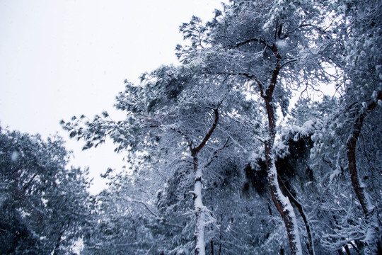 雪景