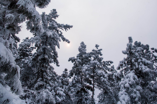 雪景