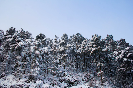 雪景