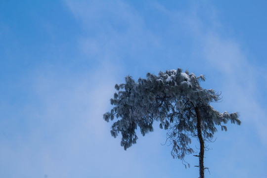 雪景