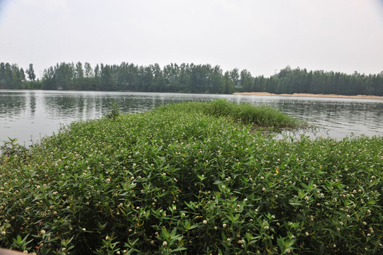 水草 河岸风景