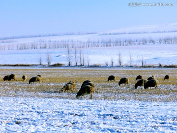 极寒天气放牧羊群