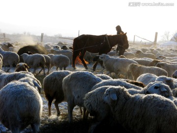 冬季羊圈饲养