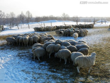 冬季羊圈里的羊群