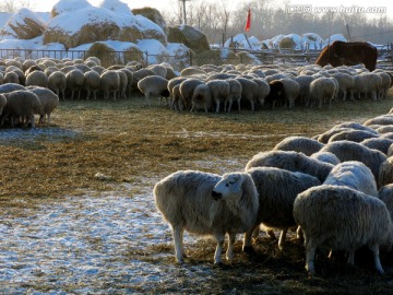 冬季圈养羊群