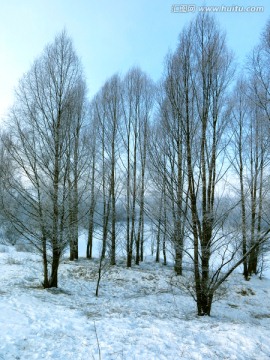 冬季严寒中的树林
