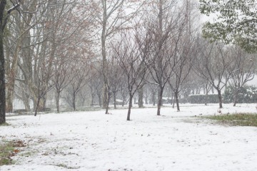 雪地美景 大雪纷飞