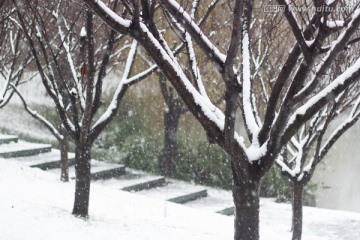 下雪天树枝雪地积雪