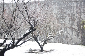 下雪天树枝雪地积雪