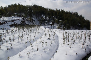雪地 竹林