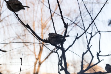 树枝上的麻雀