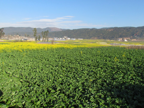 油菜花