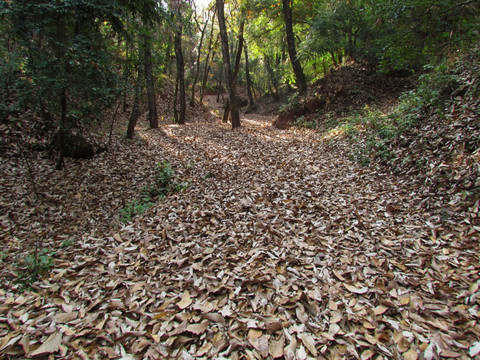 落满树叶的山路