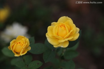 黄玫瑰花