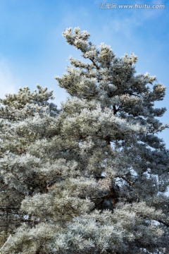 仰天山雾淞 冬 雪 雾淞 雾