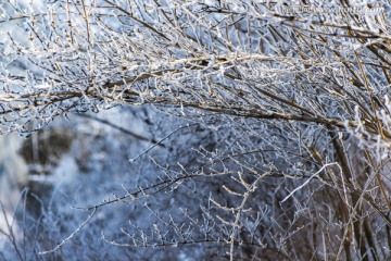 仰天山雾淞 冬 雪 雾淞 雾