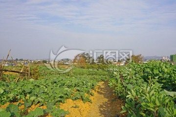 田园风光 菜地
