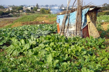 田园风光 菜地