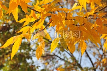 黄树叶 秋景