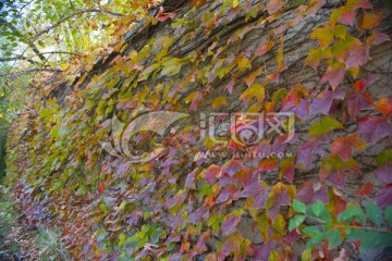 秋天树叶  爬墙虎