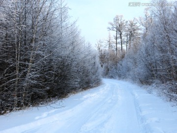 冬季森林积雪道路