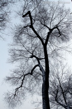 树枝 剪影 树木 天空 弯曲树