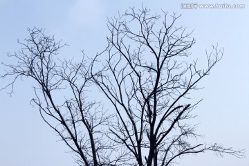 树枝 剪影 树木 天空 弯曲树