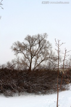 树 树枝 树木 冬天的树 天空