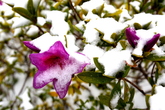 杜鹃花雪景