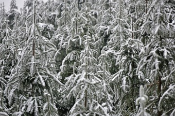 雪中森林