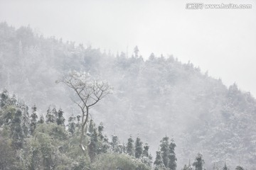 原始森林