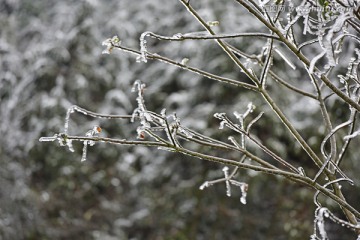 凌霜傲雪