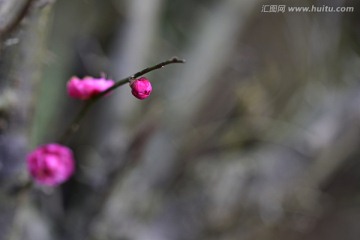 含苞待放的梅花