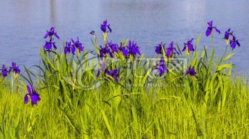 马兰花 兰花